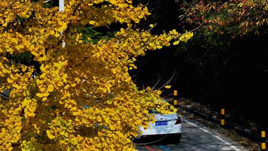 汽车从银杏树下驶过的画面