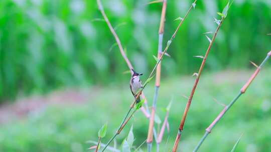 绿色竹林里一只嘴里衔食的红耳鹎鸟