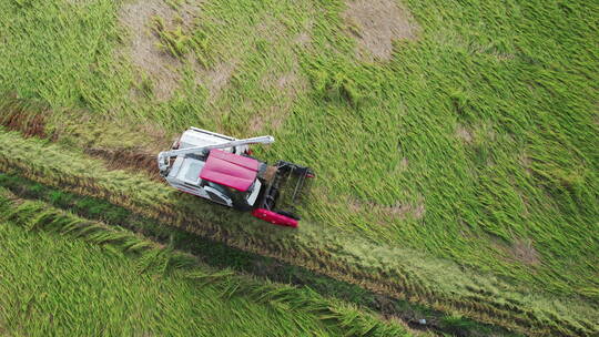 江门台山收割机割稻子丰收机械化生产