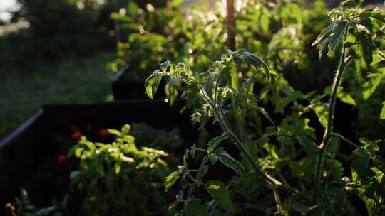 番茄，植物，蔬菜，花园