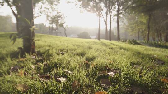 露珠草坪   公园草坪    清晨草坪光影