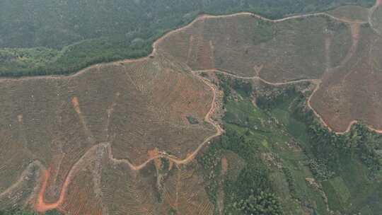 被改造成茶园茶山的山林山坡景色