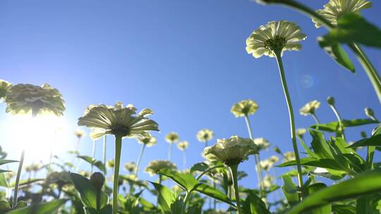 新疆大草原田野上的花海