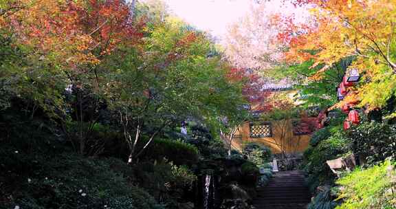 杭州永福寺红枫秋景