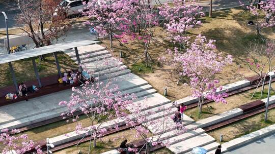 深圳市后海中心河紫花风铃木航拍