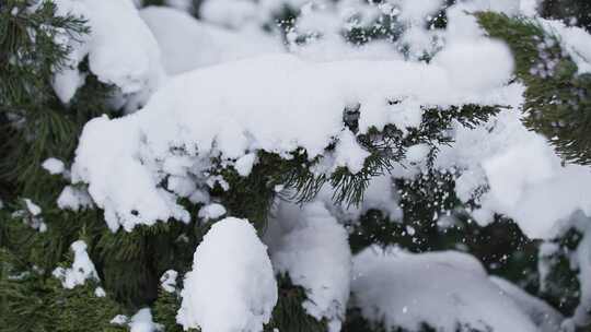 冬天下雪唯美雪景松树枝头被雪覆盖