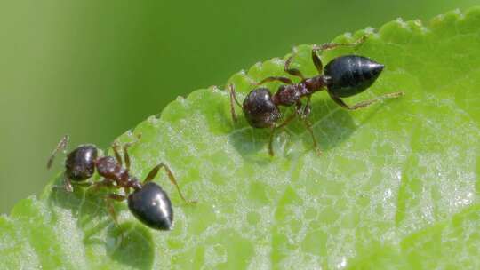 巨山蚁幼蚁在绿叶上栖息的微距特写