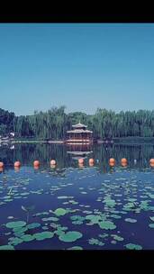 旅游景区小满时节北京公园里的荷花池塘
