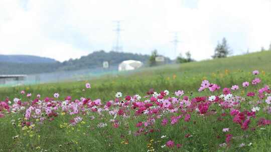 格桑花特写