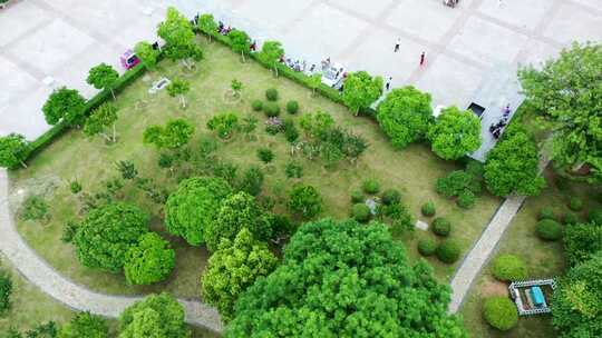 枣庄新城城市绿化植被视频素材模板下载