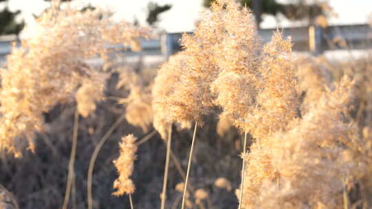 芦苇 禾本科 花 干芦苇 被子植物 芦苇毛