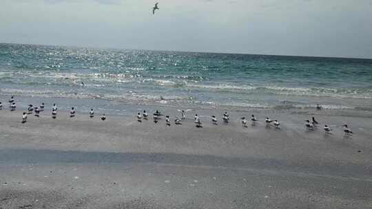 海边停留的海鸥群