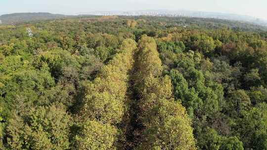 南京中山陵林荫大道