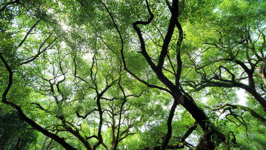 夏天阳光香樟树大树荫树林