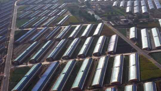 蔬菜大棚 集体农业