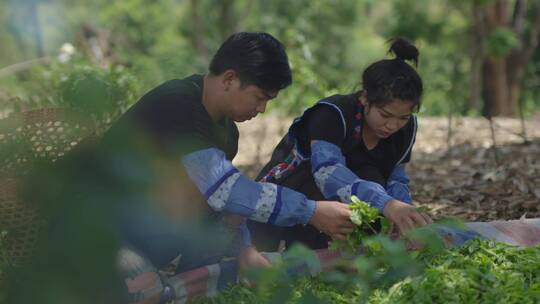 普洱茶炒制视频素材模板下载