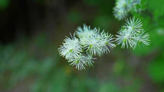 植物的慢动作特写镜头素材