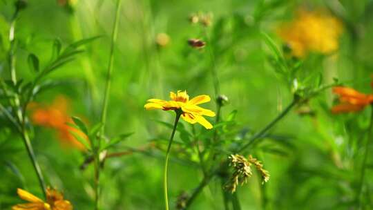 小花蜜蜂