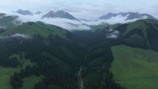 航拍夏季新疆恰西森林公园风景