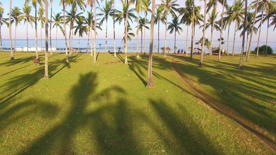 海滩上的棕榈树上升拍摄镜头
