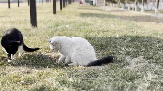 猫在草坪打闹偷袭起跳嬉戏