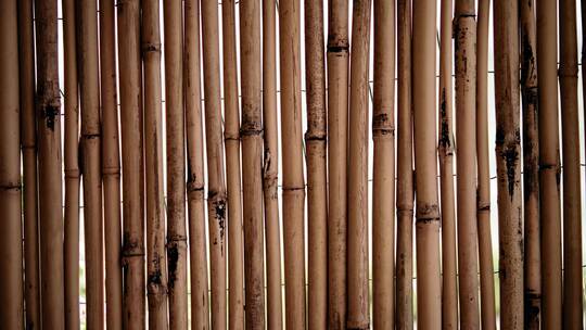 排排的竹节特写
