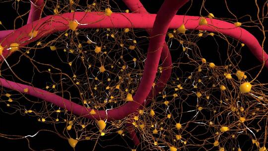 神经组织:身体的神经组织信息传递3D动画