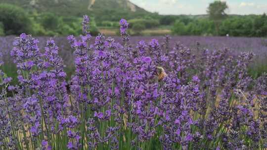 山东荣成崂山街道宋香园薰衣草花田夏季风光