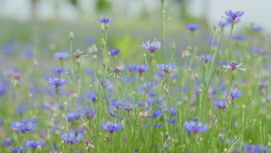 盛开的花朵