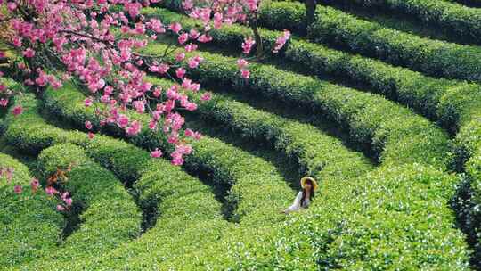 大理无量山樱花谷