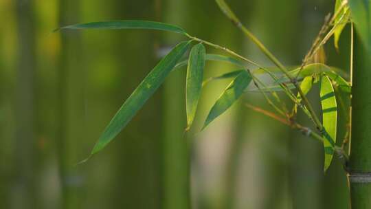 竹林  竹子  竹叶  绿色  阳光  植物