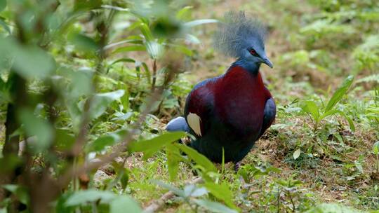 动物园里一直蓝头的红鸟在地上走动视频素材模板下载
