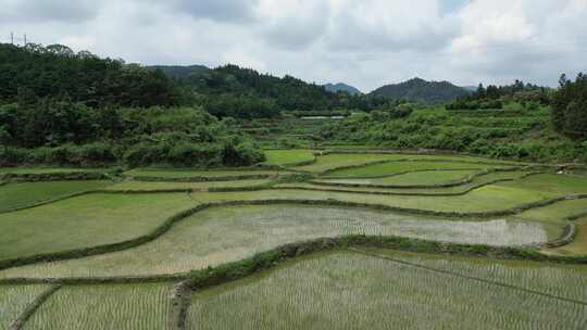 航拍农业种植稻田水稻