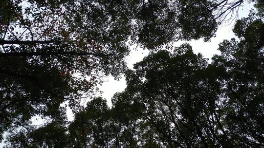 原始树木森林视频素材模板下载