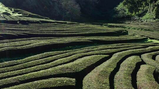 圣米格尔，葡萄牙，茶园，岛屿