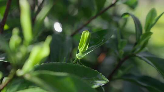 实拍茶叶素材摘茶叶