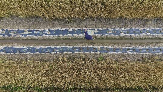 农民在稻田中辛勤的耕种