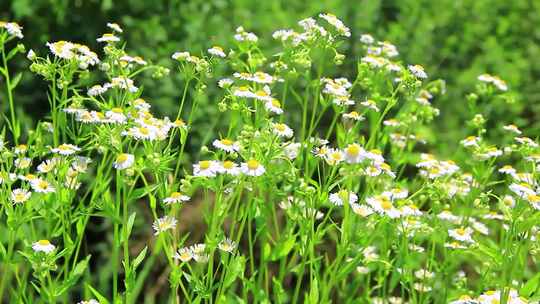 夏天户外的白色野花小雏菊山花实拍素材