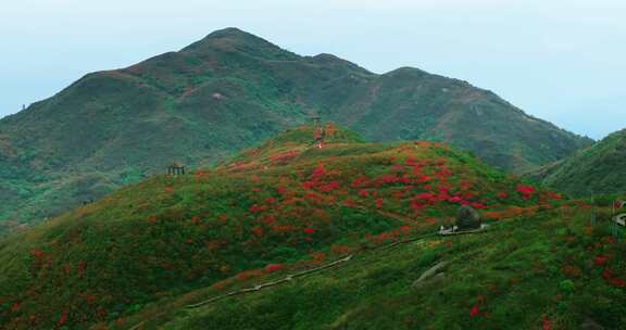 长沙浏阳大围山森林公园杜鹃花海航拍