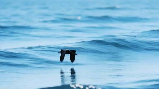 海面上飞翔的海鸥