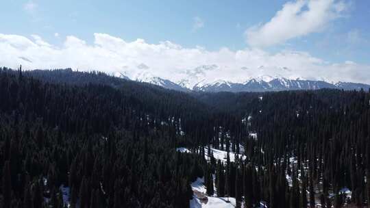 新疆伊犁库尔德宁大气壮观雪山草原景色