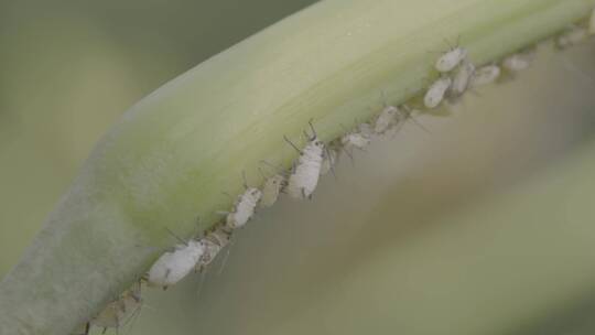 植物上成片的蚜虫LOG