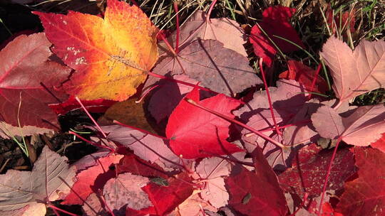 秋天地上的红叶和昆虫