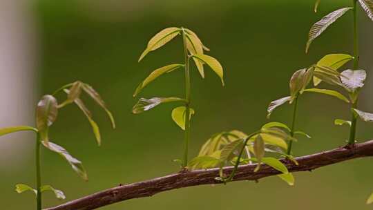 树枝发芽嫩叶视频素材模板下载