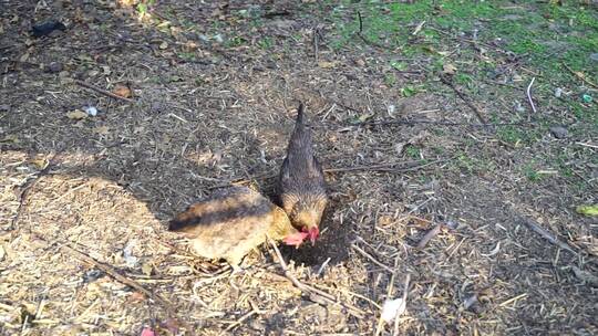 鸡在土地上休息梳理羽毛