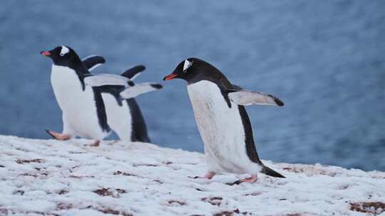 慢动作企鹅在南极洲雪地上行走，巴布亚企鹅