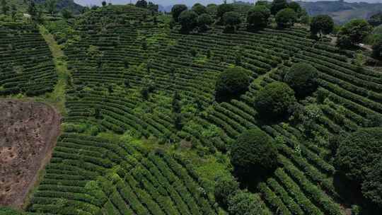 茶园茶场山茶园高山茶绿茶场航拍