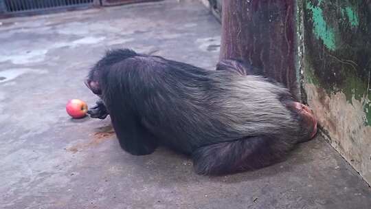 黑猩猩 灵长目 人科 动物 野生动物