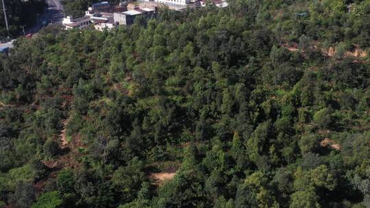 航拍深圳城市生态绿化