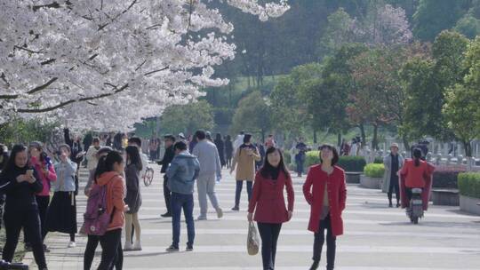 樱花盛开绽放踏青赏花休闲旅游